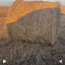 Продам сено чичивица рулоны