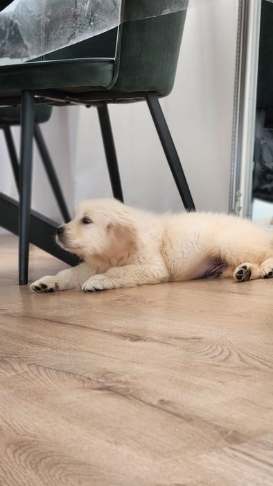 Pui Golden Retriever cu pedigree in varsta de 8 saptamani de vanzare