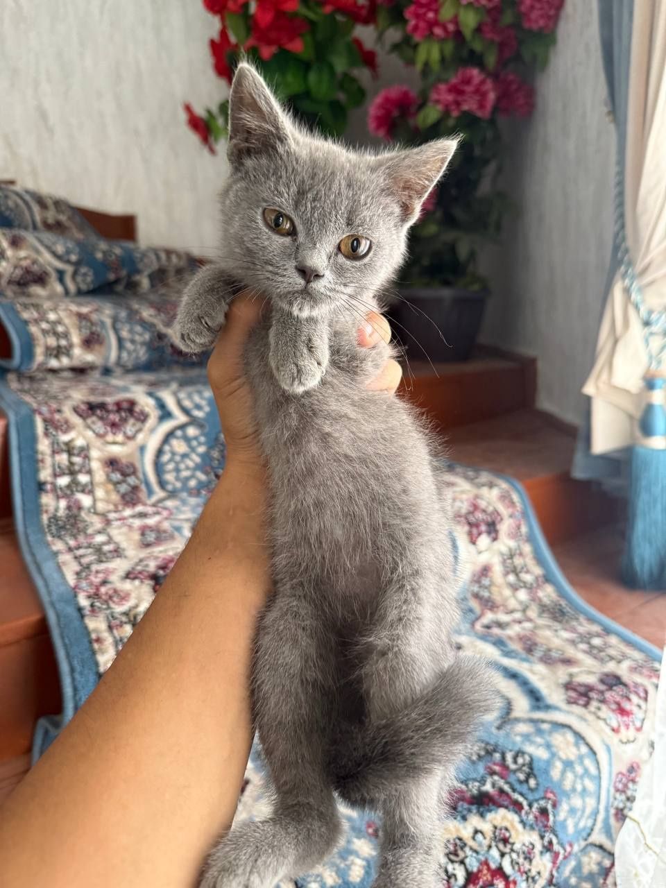 Котята Шотландский фолд и страйт