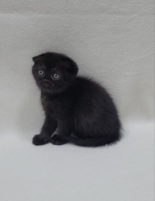 Скотиш фолд мальчик