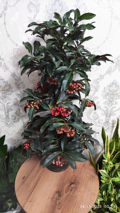 Комнатные цветы .