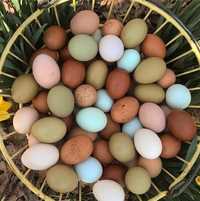 Яйца для инкубатора, порода Доминанты...250тг одно яйцо...под заказ