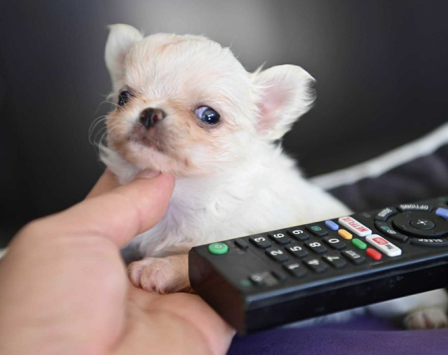 Мъжко дългокосместо мини чихуахуа