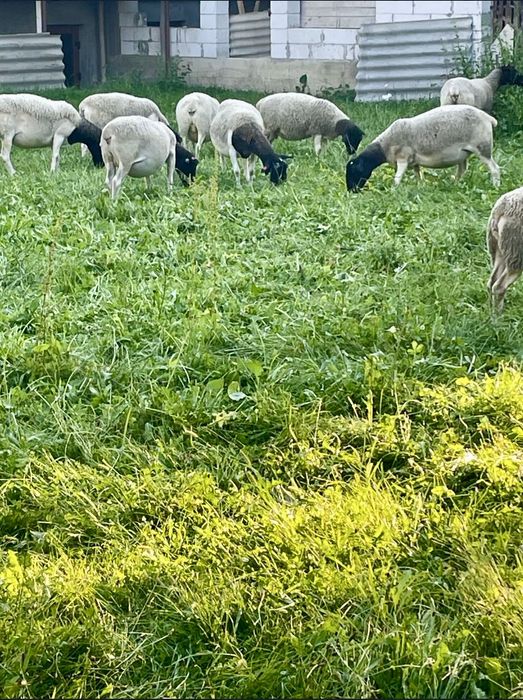 Овцы дорперы, молодые и взрослые