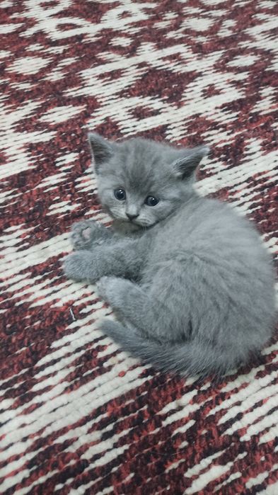 Отдам котят в хорошие руки