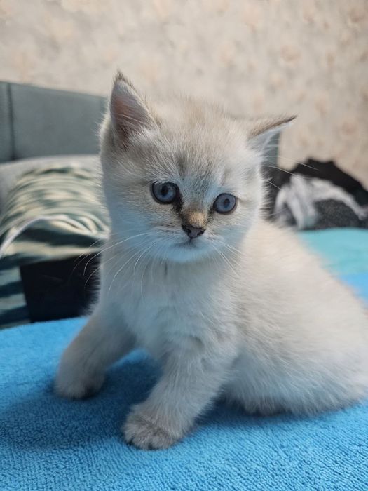 Scottish fold, Scottish straight