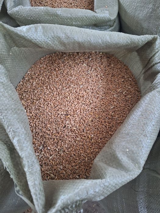 Продаём пшеницу в мешках