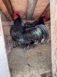 Disponibili cocosi Australorp