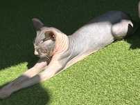 Petsitter pt animalul tau de companie