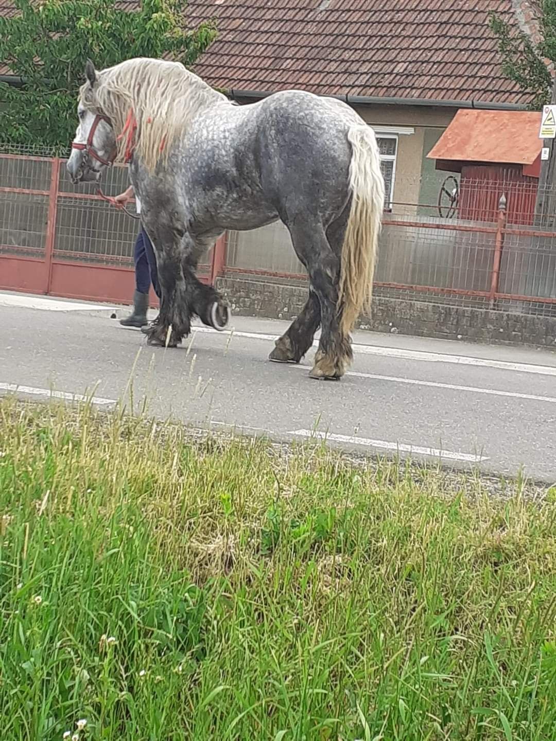 Armasar Percheron autorizat pentru monta ( doar monta)