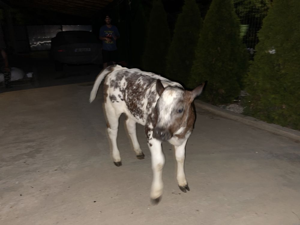 Vaca cu vitel.