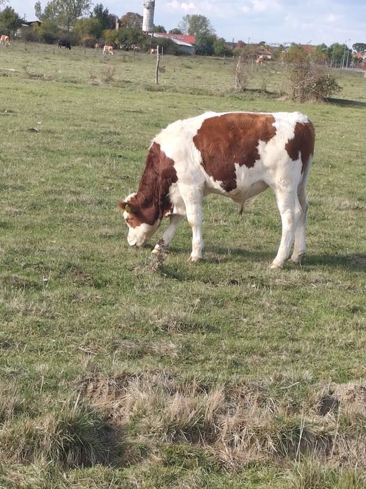 Vând vitei de limousine și baltata