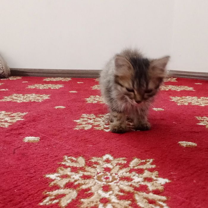4 oylik mushuk bolasi