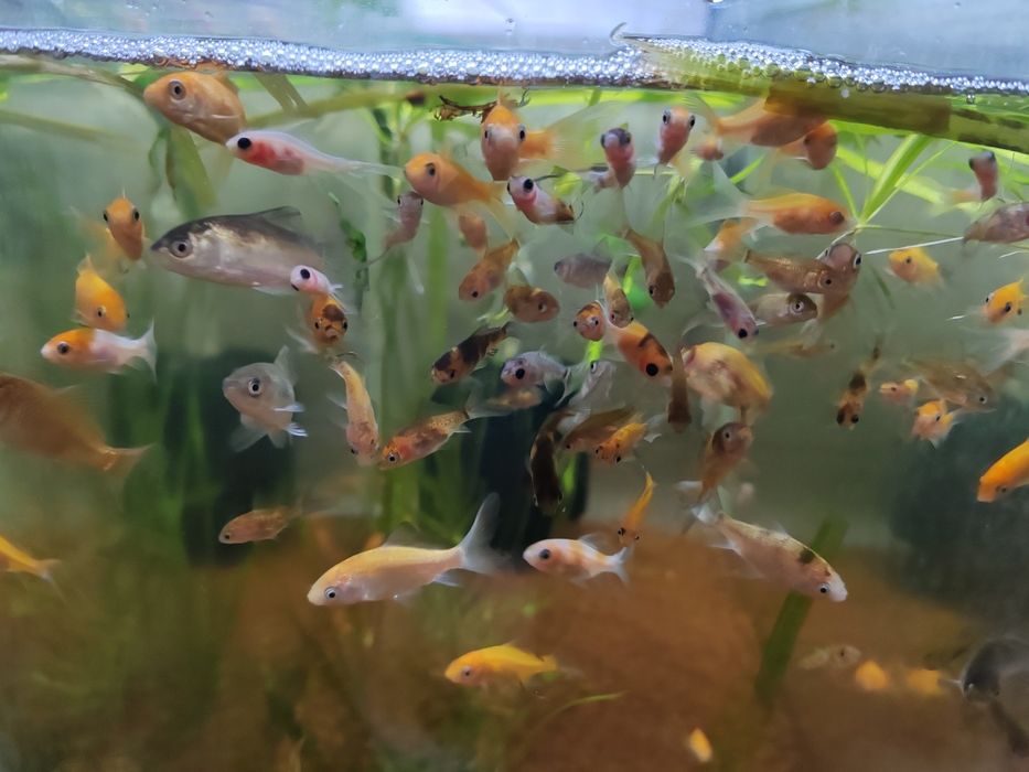 Carasi iaz :aurii, oranda, negru telescopic, calico