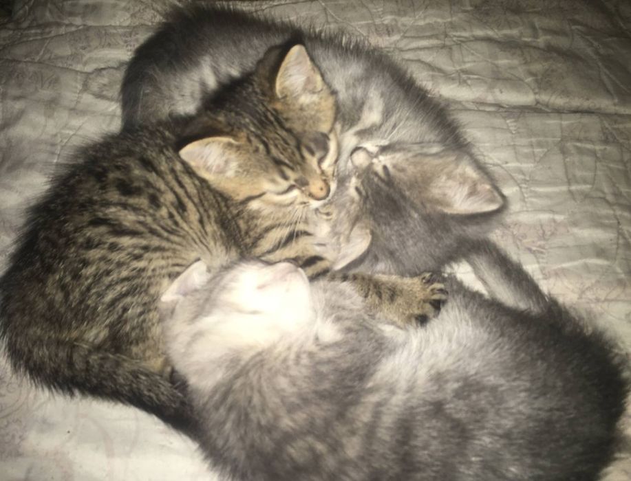 Котята в хорошие руки