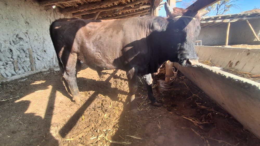 Buqalar 2 ta qora va qizil