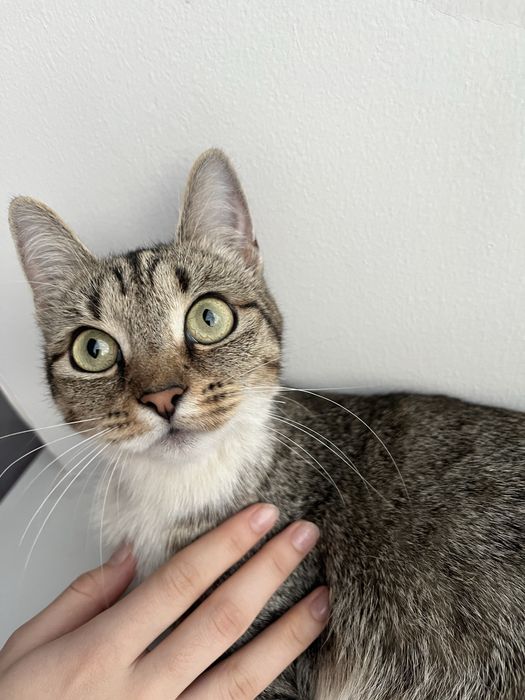 Пропала кошка.ЖК ДОСТАР,Мустафина 21/1