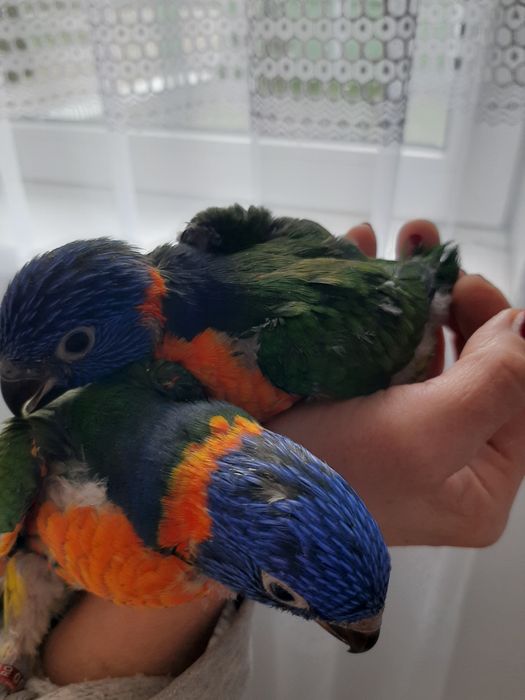 Papagali puiuți Lory