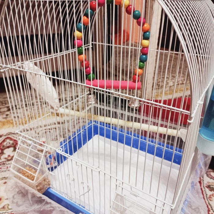 Канарейка с клеткой