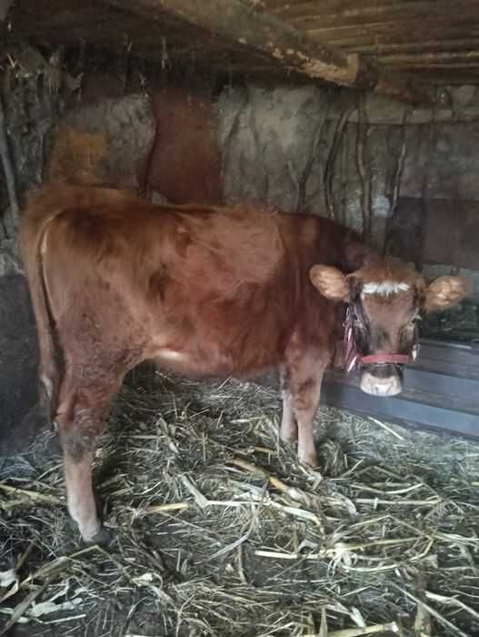 Vând junică 8 luni