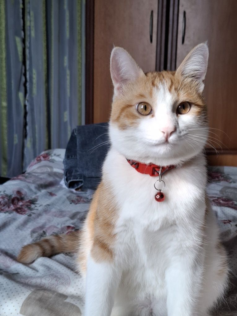 кот,  1 год, зовут персик,