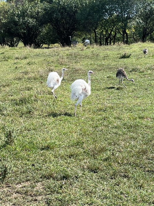 Disponibili Nandu