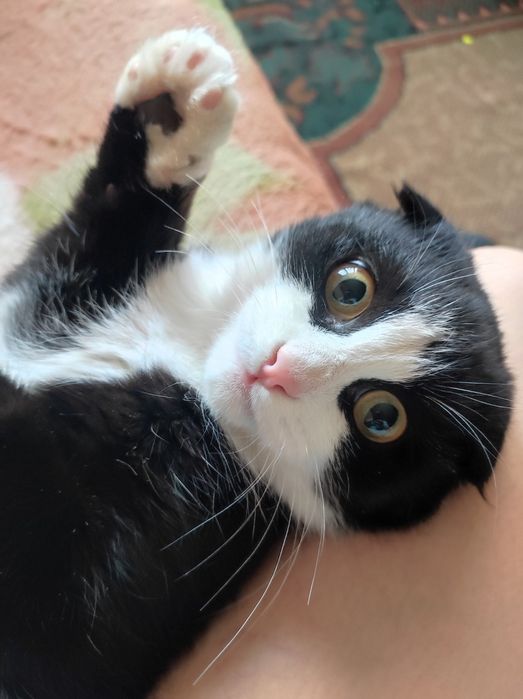 Котёнок 5месяцев , девочка