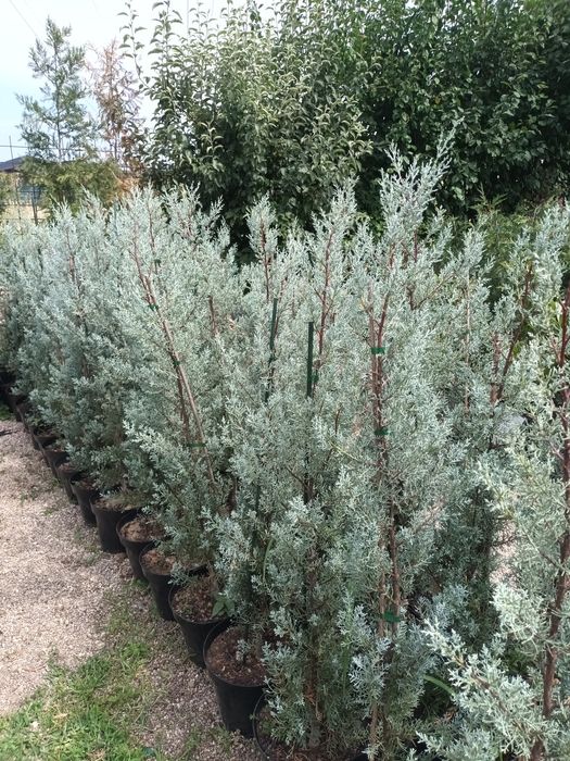 Cupressus arizonica/ chiparos de arizona/ gard viu vesnic verde