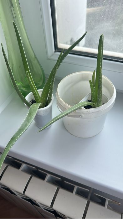 Алое для здоровья всего организма