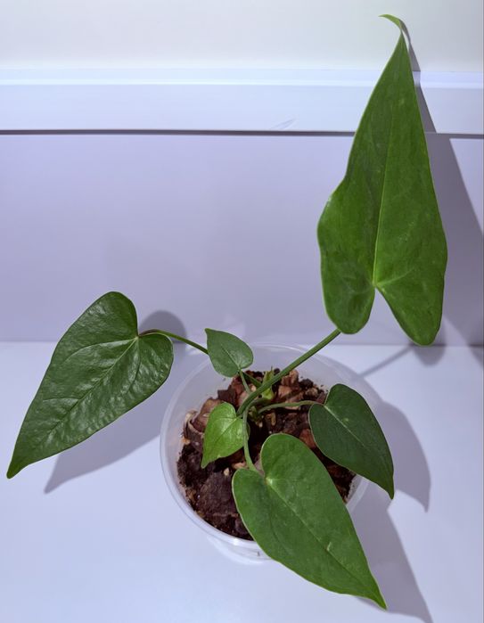 Антуриум, комнатные растения, комнатные цветы