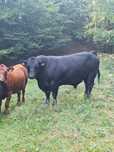 Lot juninci angus si taur