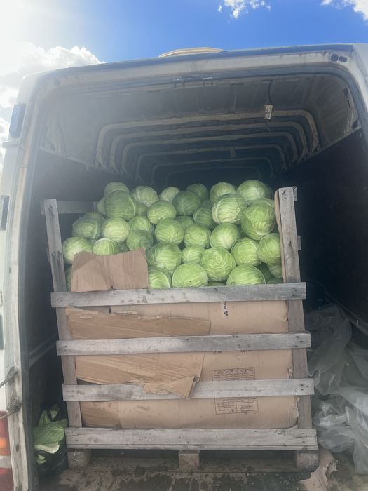 Зеле на едро и дребно