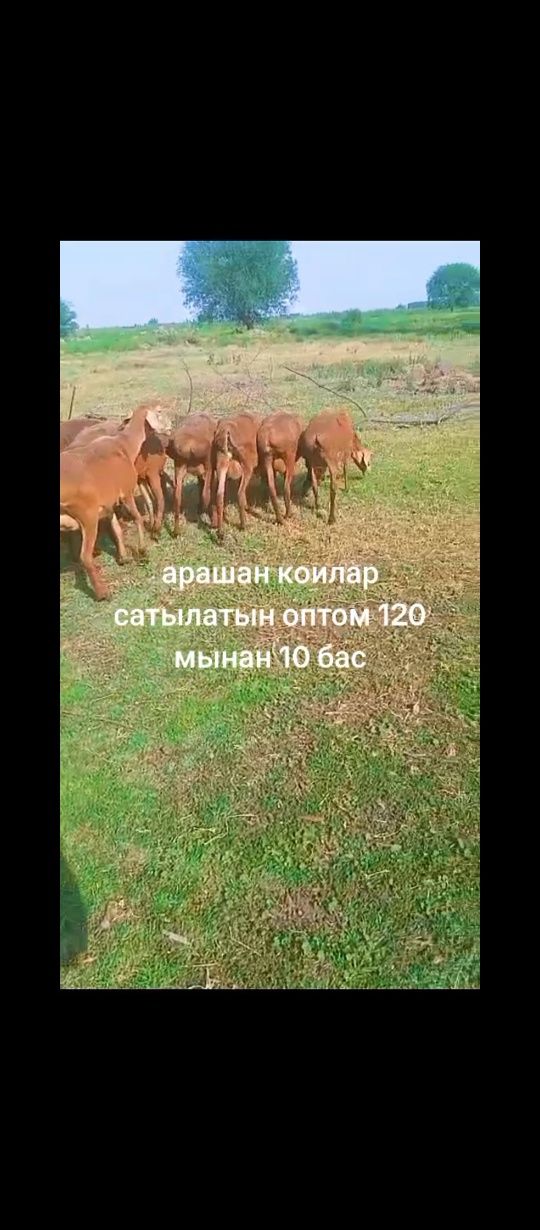 Арашан гиссар коилар