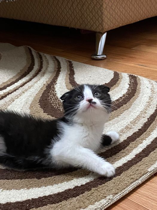 Породистые котята продаються