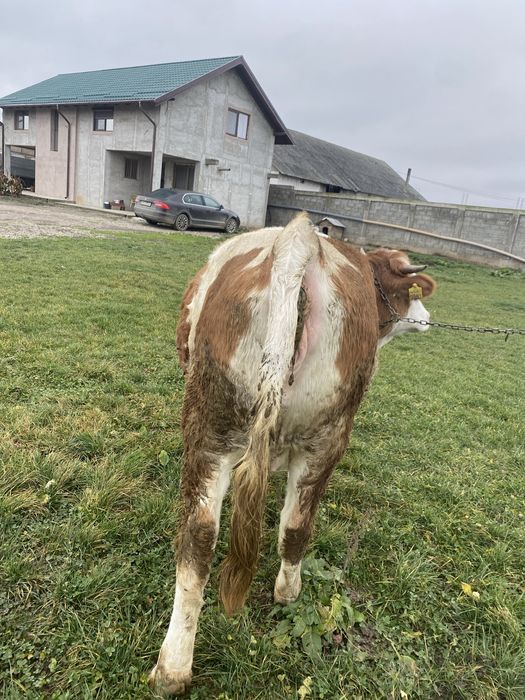 Vand junca baltata la prima fatare