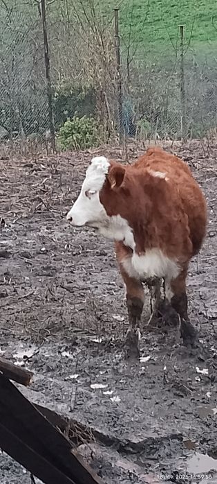 Vind o vițică la 4200