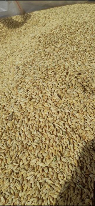 Orz orzoaica  toamnă  pentru furaje