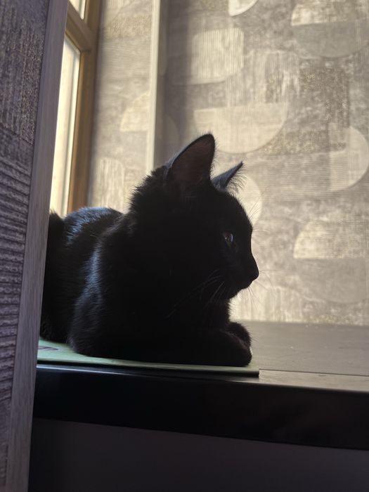 Uy_mushugi_4 oylik qora