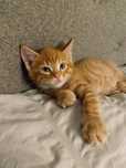 British Shorthair Orange