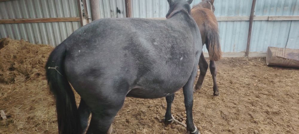 Тай бас билги семиз 350