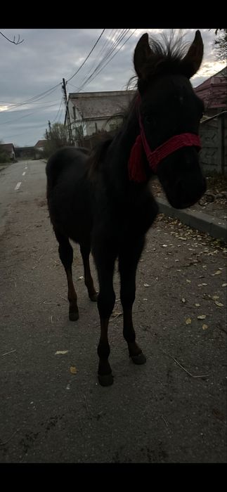 De vanzare manzut de 4 luni fff bland invatat cu copii .