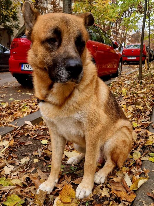 Spre adoptie un catelus Ciobanesc German