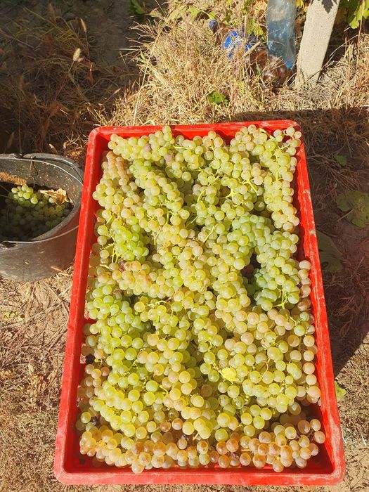 Struguri De Vin 3.50