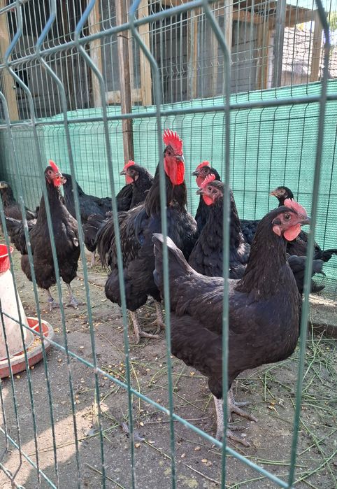 Ouă, Cocosi Jersey Giant,, Cocosi Sussex si Playmount.