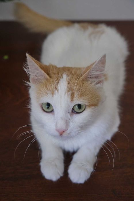 Ласковая стерилизованная кошечка