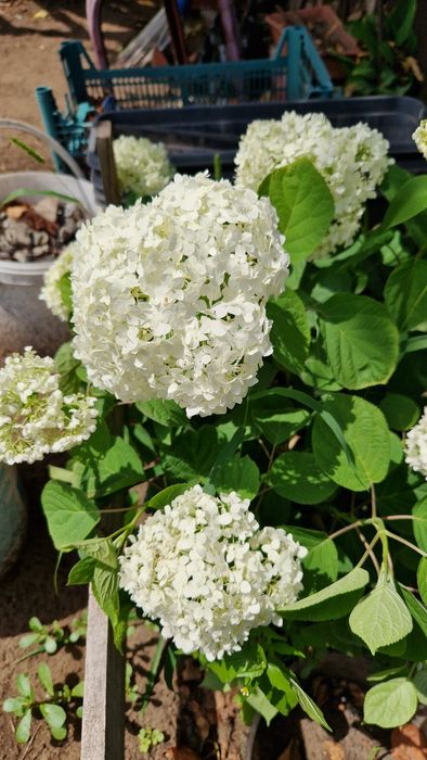 Гортензия.Аннабель.