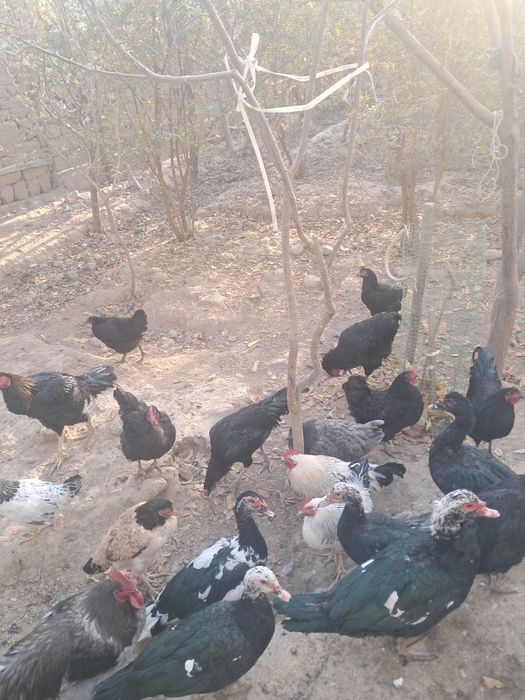 Parrandalar sotiladi