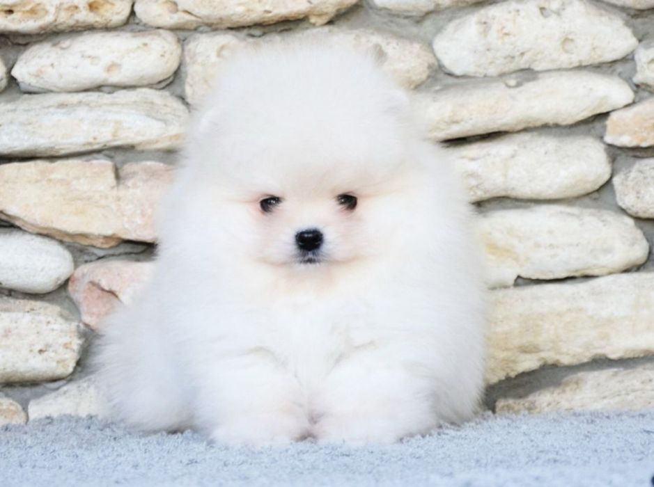 Baietel pomeranian mini/toy!