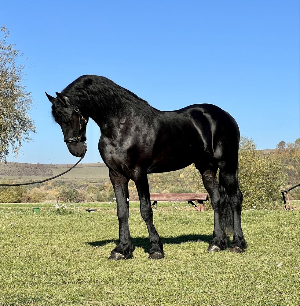 Armăsar Friesian Top Frizian