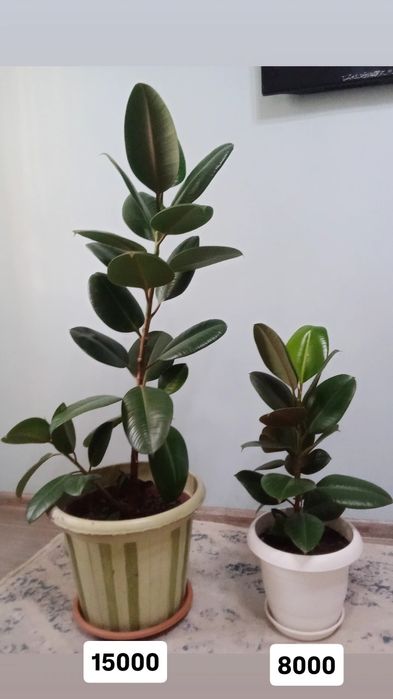 Фикус цветок не превередлевый